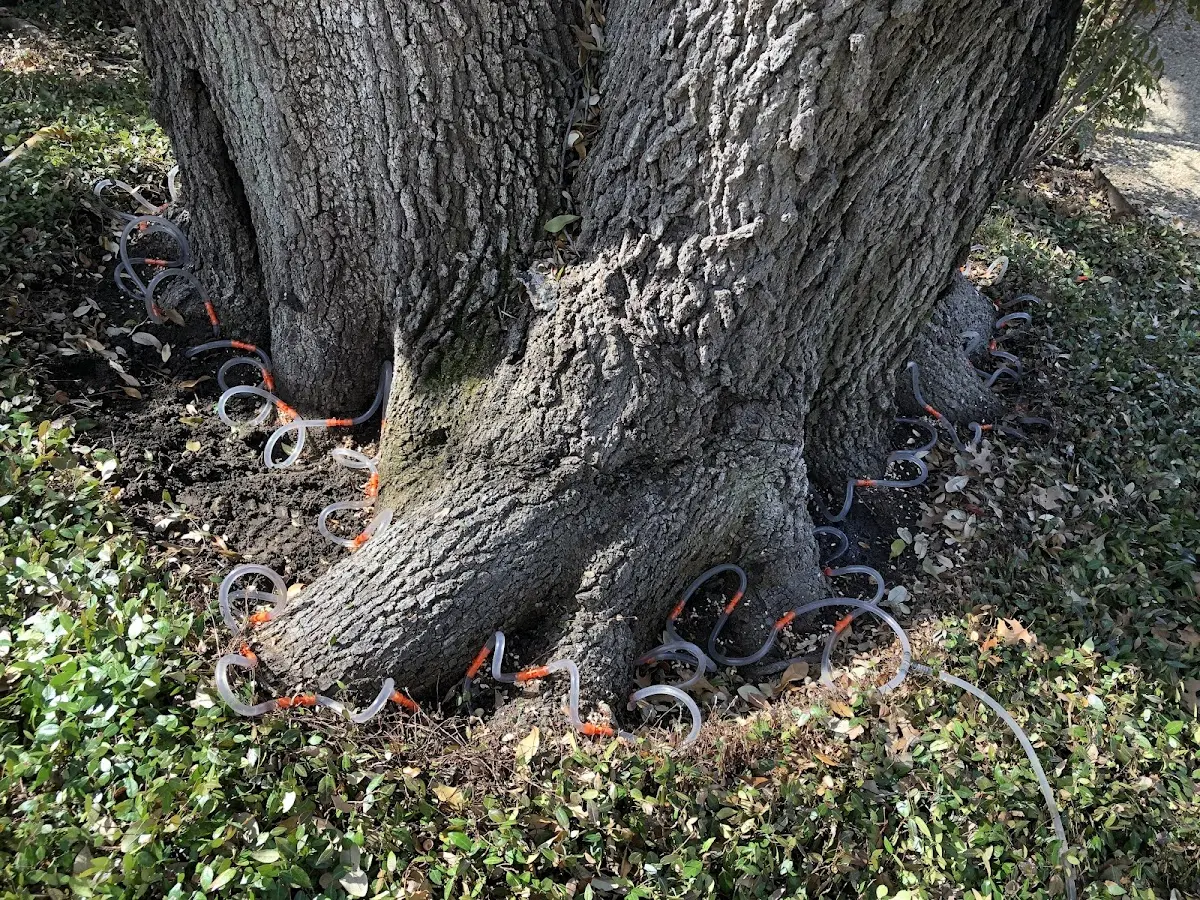 Detailed Tree Cabling and Bracing job site in Brookline