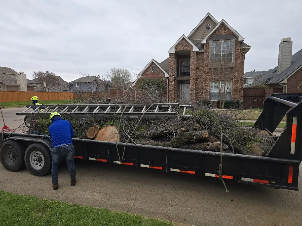 Expert Tree Removal with proper safety equipment in Brookline